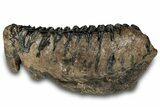 Southern Mammoth Lower M Molar - Hungary #298459-2